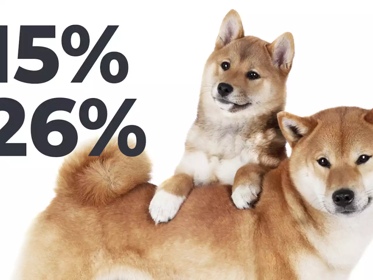 Shiba Inu Dominance Among Large Wallets Reaches 15% as Token's Price Spikes by 26%