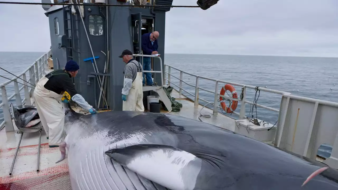 Islanda, dal 2024 sarà vietata la caccia alle balene