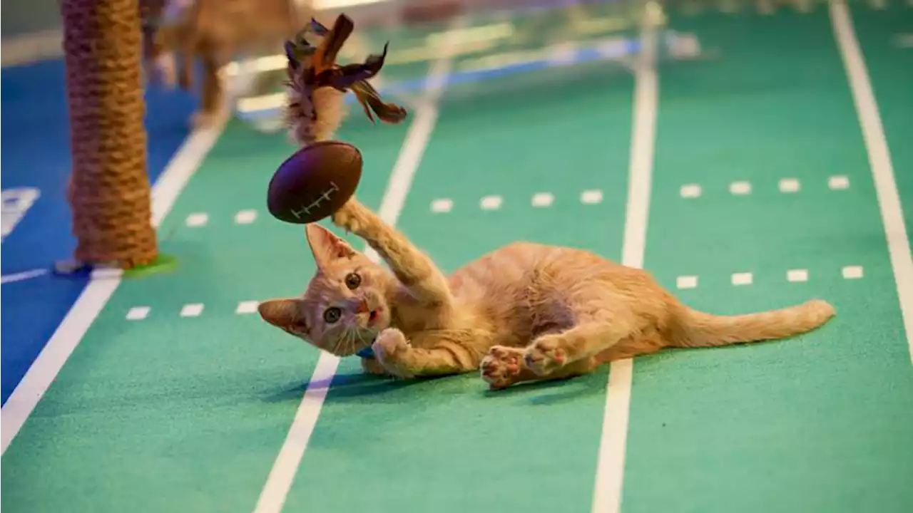 Kitten Bowl Canceled at Hallmark Channel, GAC Media Eyes Pick-Up (EXCLUSIVE)