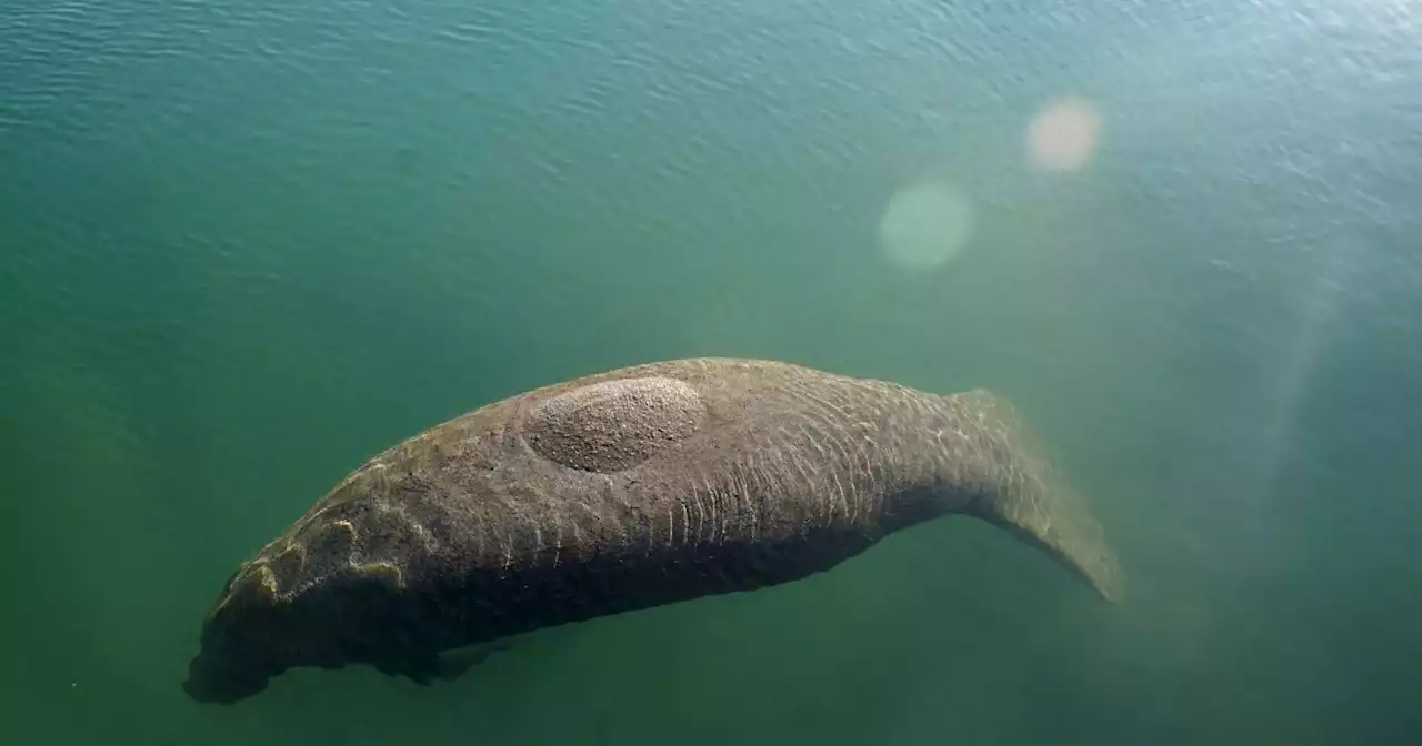 SeaWorld Orlando ramps up rescue efforts to save manatees