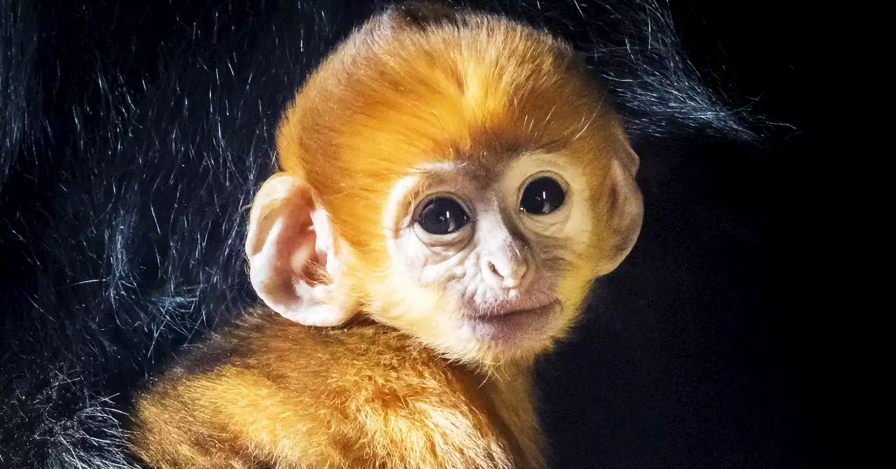 The Brutal Reason Some Primates Are Born a Weird Color