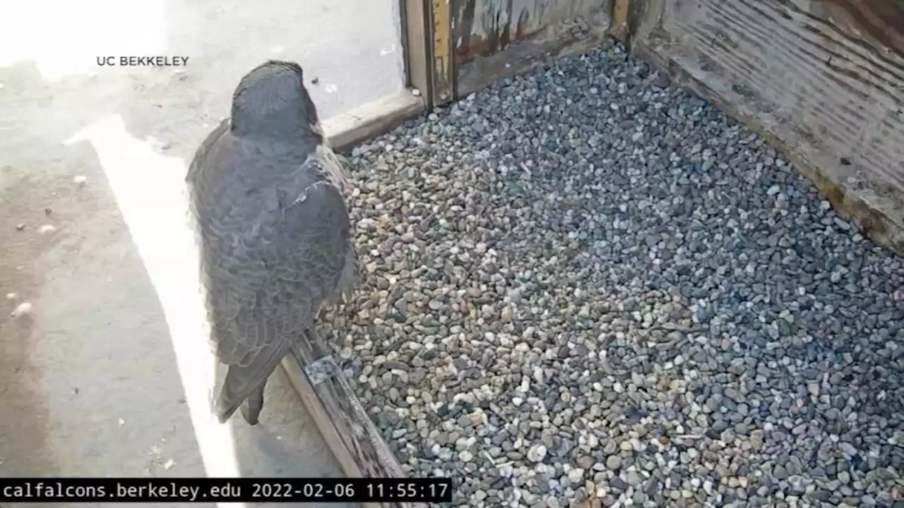 UC Berkeley urges public to stop flying drones over falcon nest at top of campanile