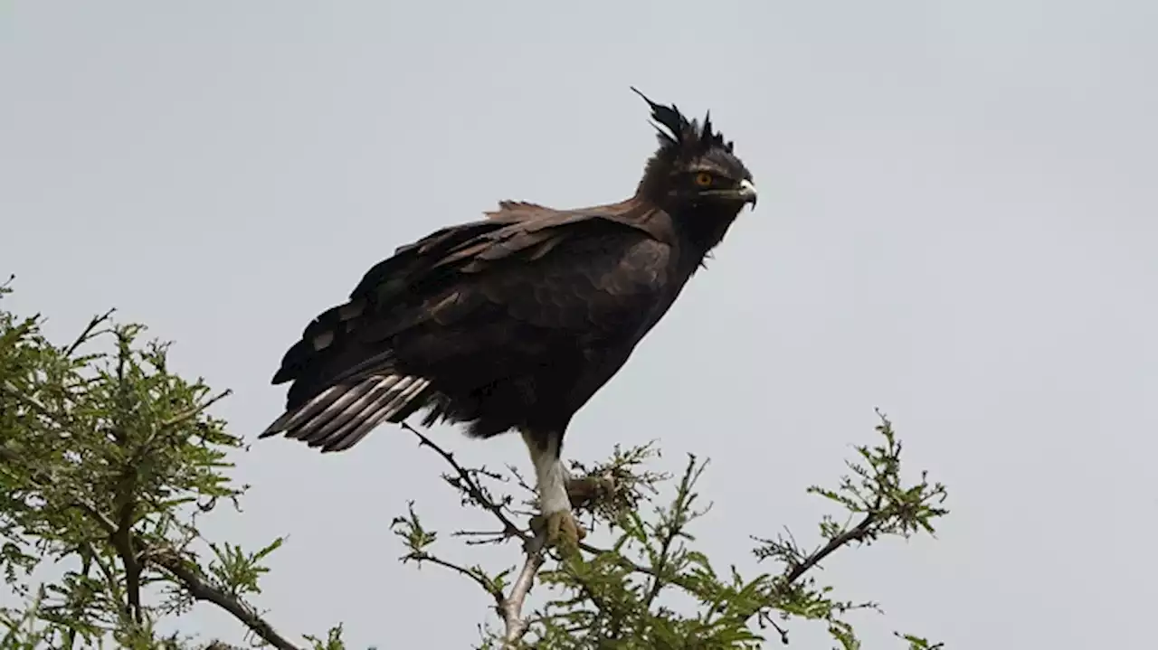 Celebraron el avistaje de dos pichones de águila coronada, un ave en peligro de extinción