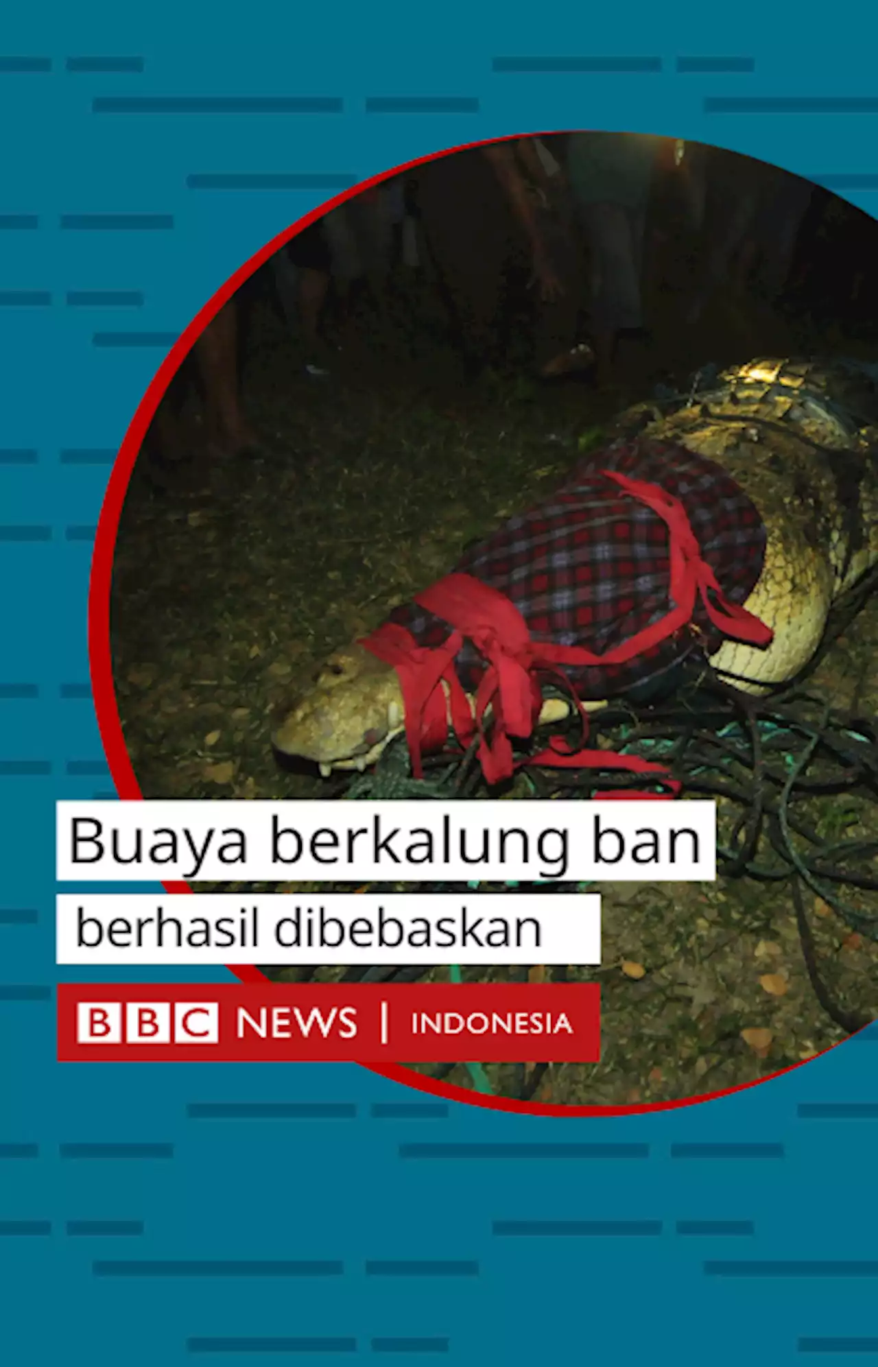 Buaya terlilit ban sepeda motor di Palu, selama sekitar enam tahun akhirnya terbebas - BBC News Indonesia