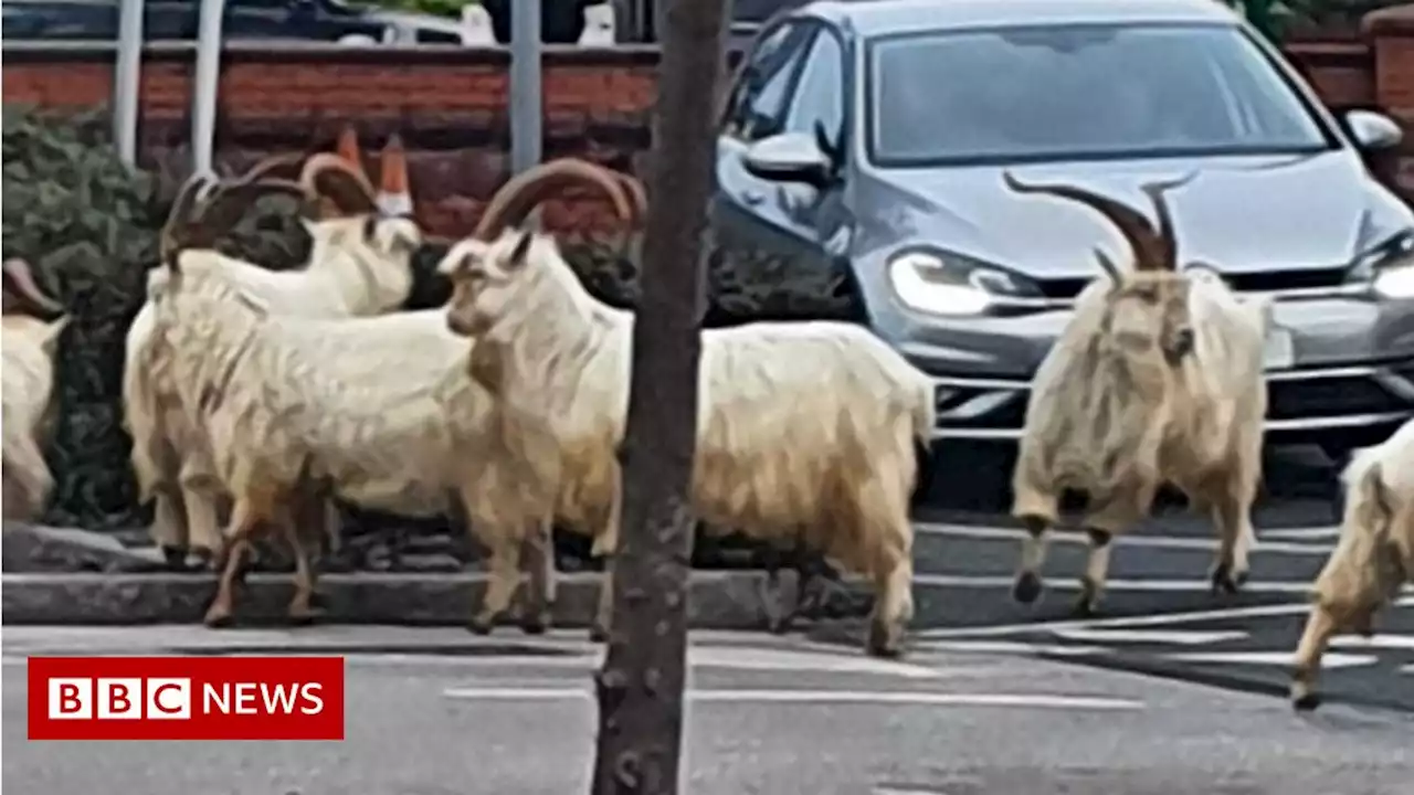 Asda car park in Llandudno blocked by fighting goats