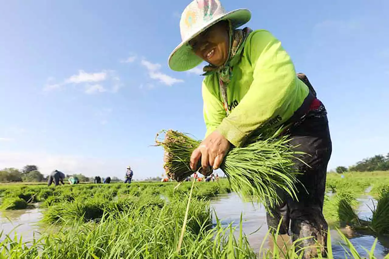 Farmers seek more input in any study of RCEP impact - BusinessWorld Online