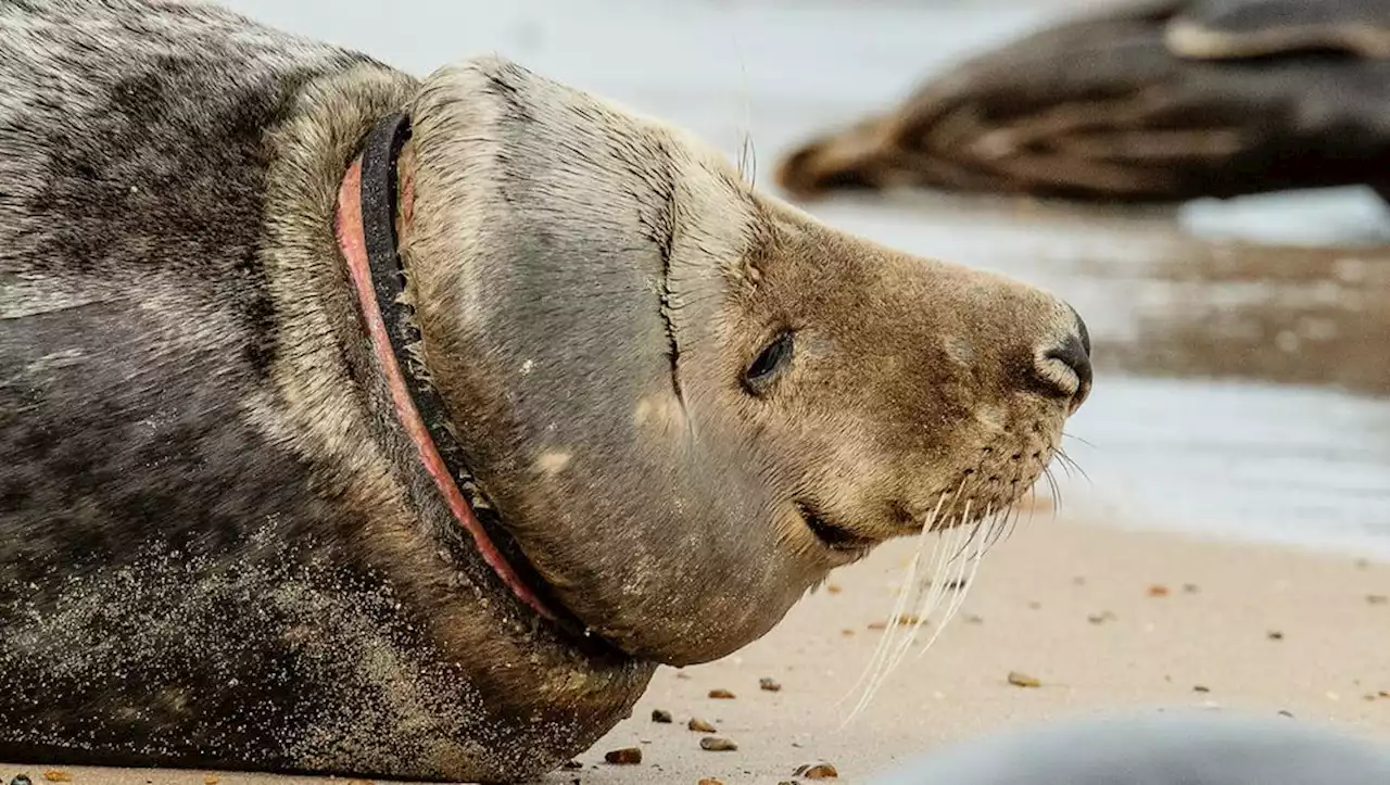 Plastikmüll: Wissenschaftler warnen vor Plastikflut im Meer – und fordern globales Abkommen