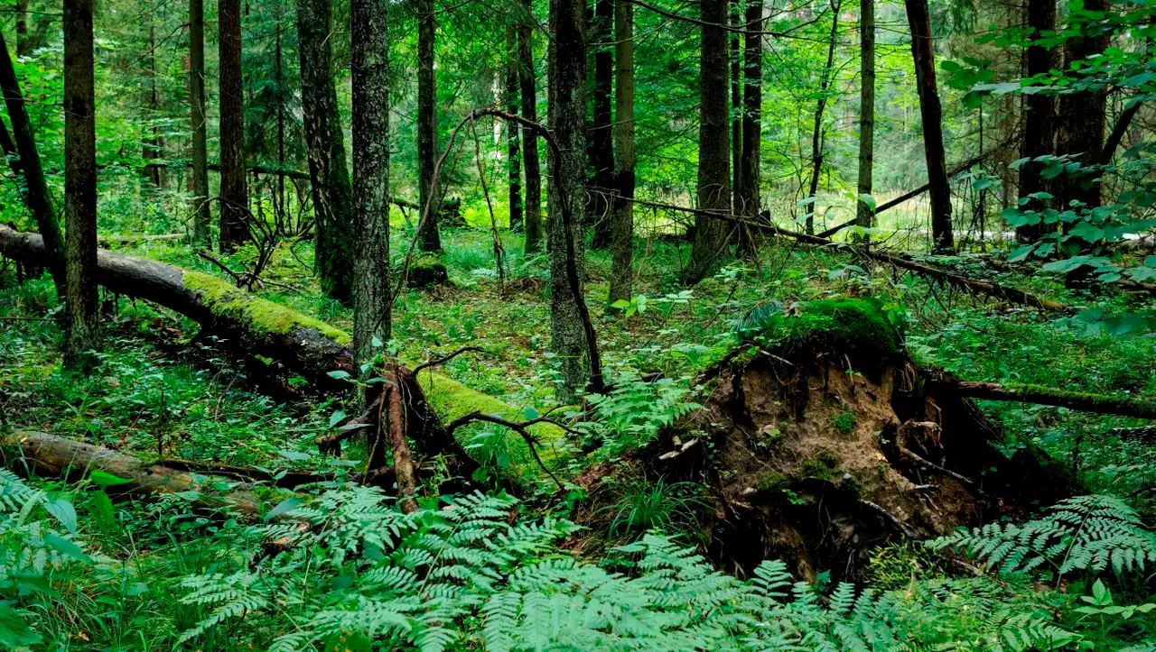 (S+) Białowieża-Wald und der Mauerbau: Ist der letzte Urwald Europas in Gefahr?