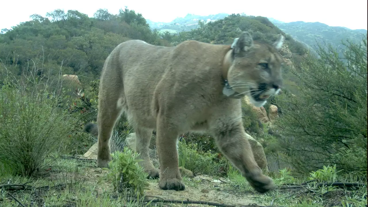 Wealthy California town backpedals on declaring itself a mountain lion habitat to skirt affordable housing law