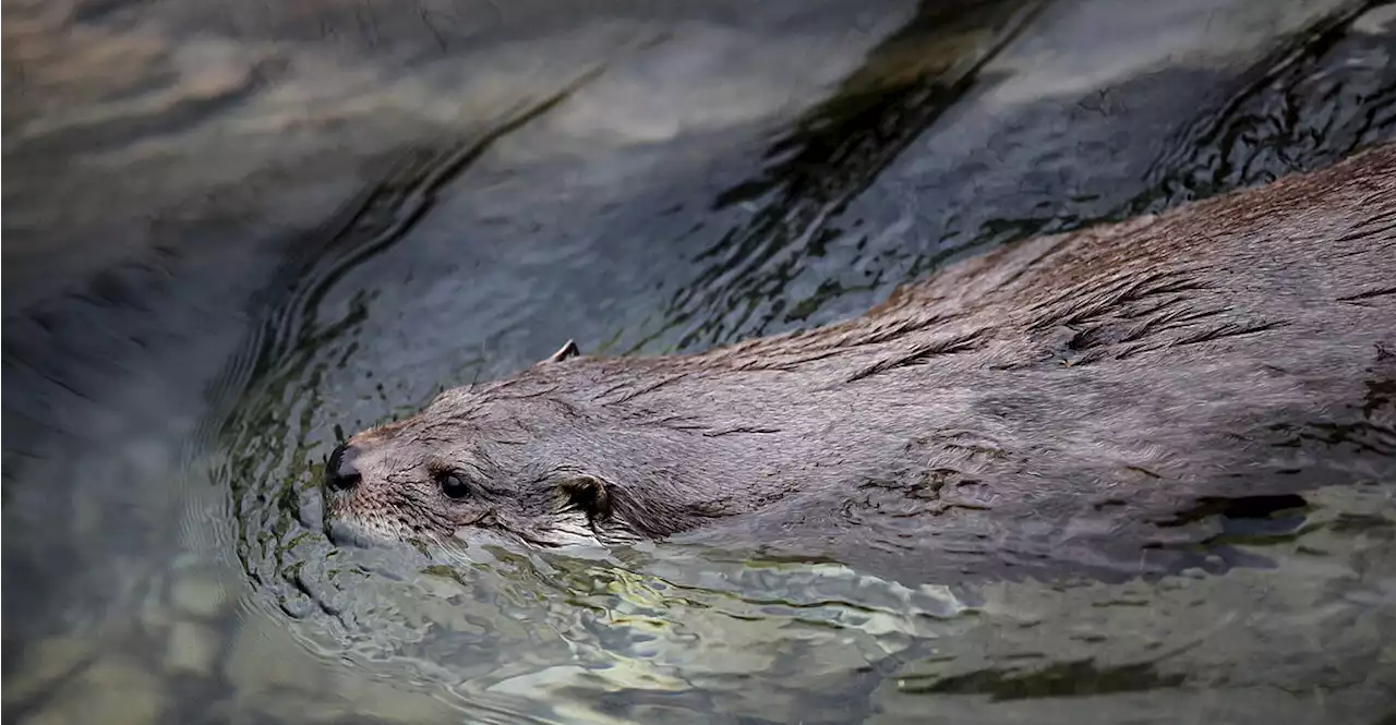 Fischotter ist in Oberösterreich nicht mehr gefährdet