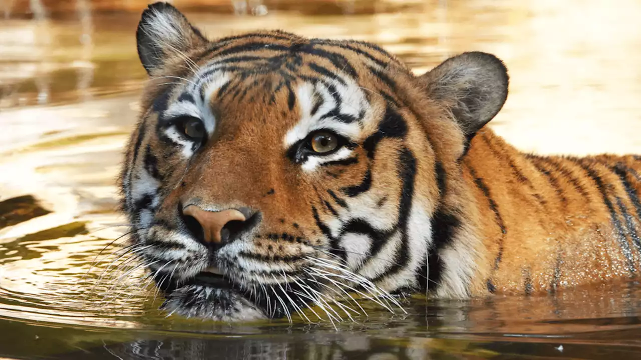 Anger and frustration as Florida man mauled by tiger to face no charges over animal's death