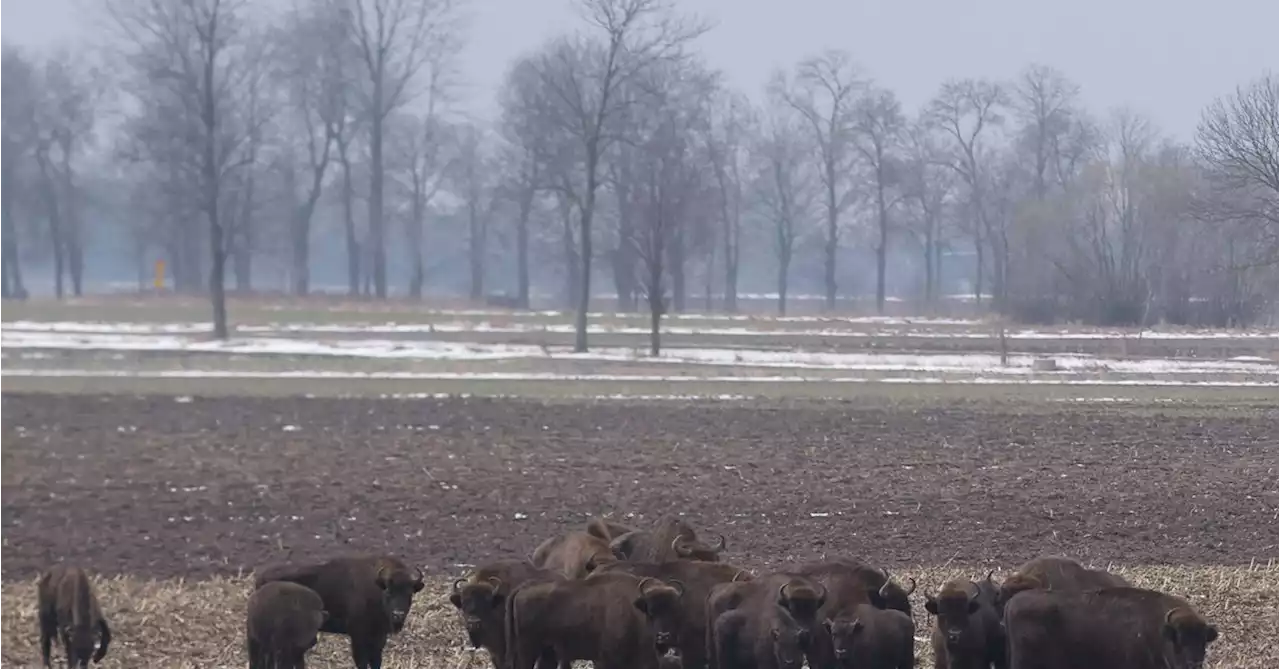 NGOs ask EU to stop Poland building border wall in primeval forest