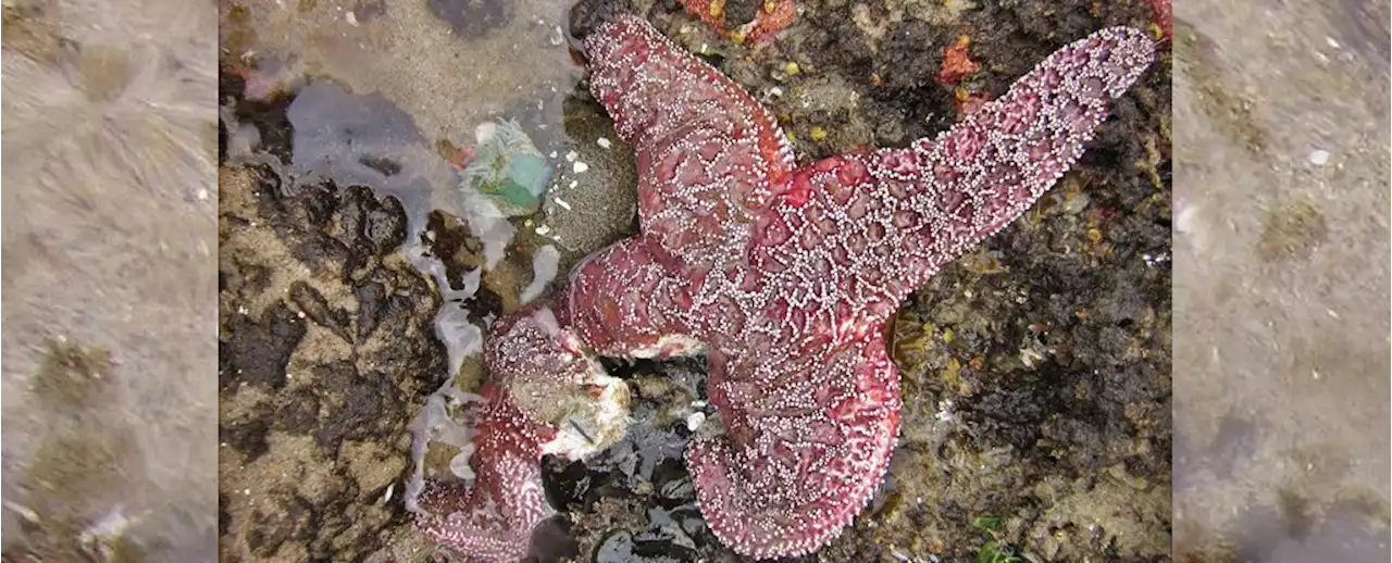 Mysterious Syndrome Turning Sea Stars Into Goo Reveals Another Strange Twist