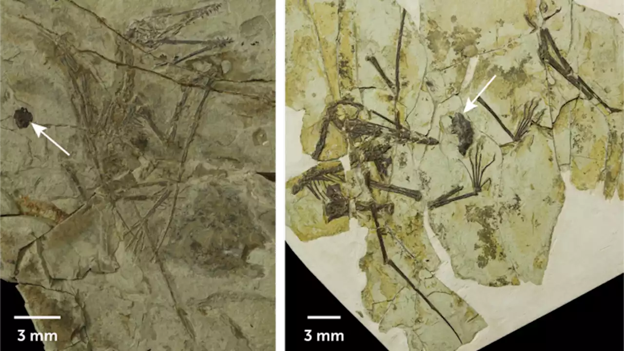 Fossils reveal that pterosaurs puked pellets