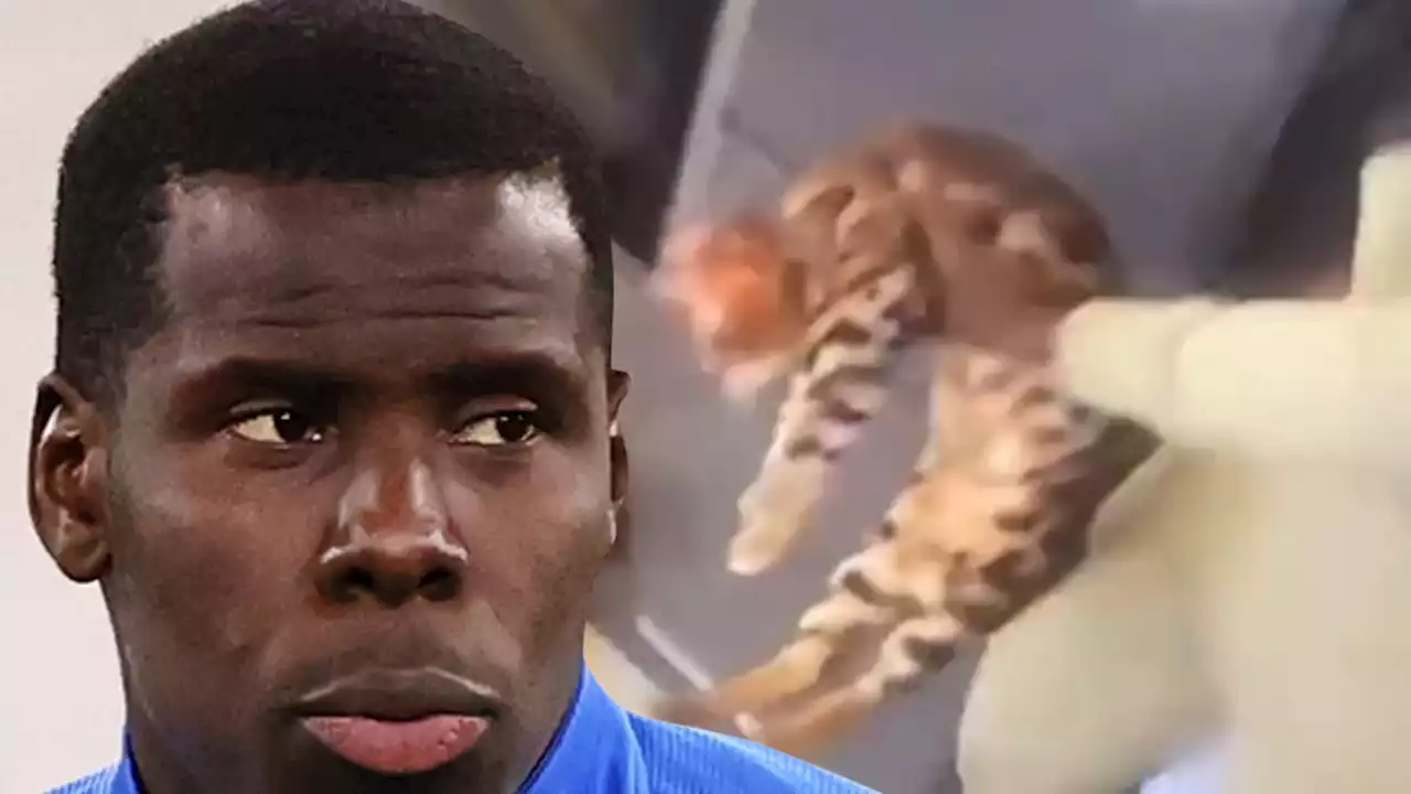 Soccer Star Kurt Zouma Apologizes After Video Showed Him Kicking & Slapping Cat