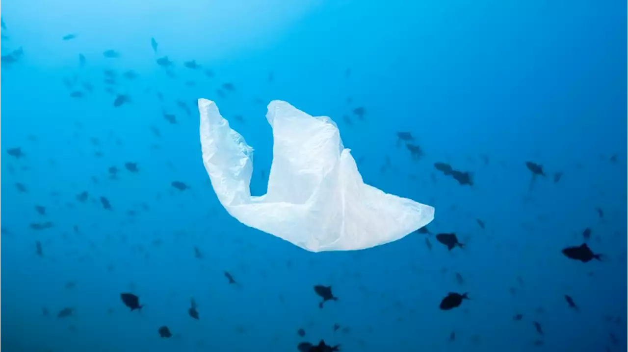 Studie warnt vor Plastikflut im Meer – WWF fordert globales Abkommen