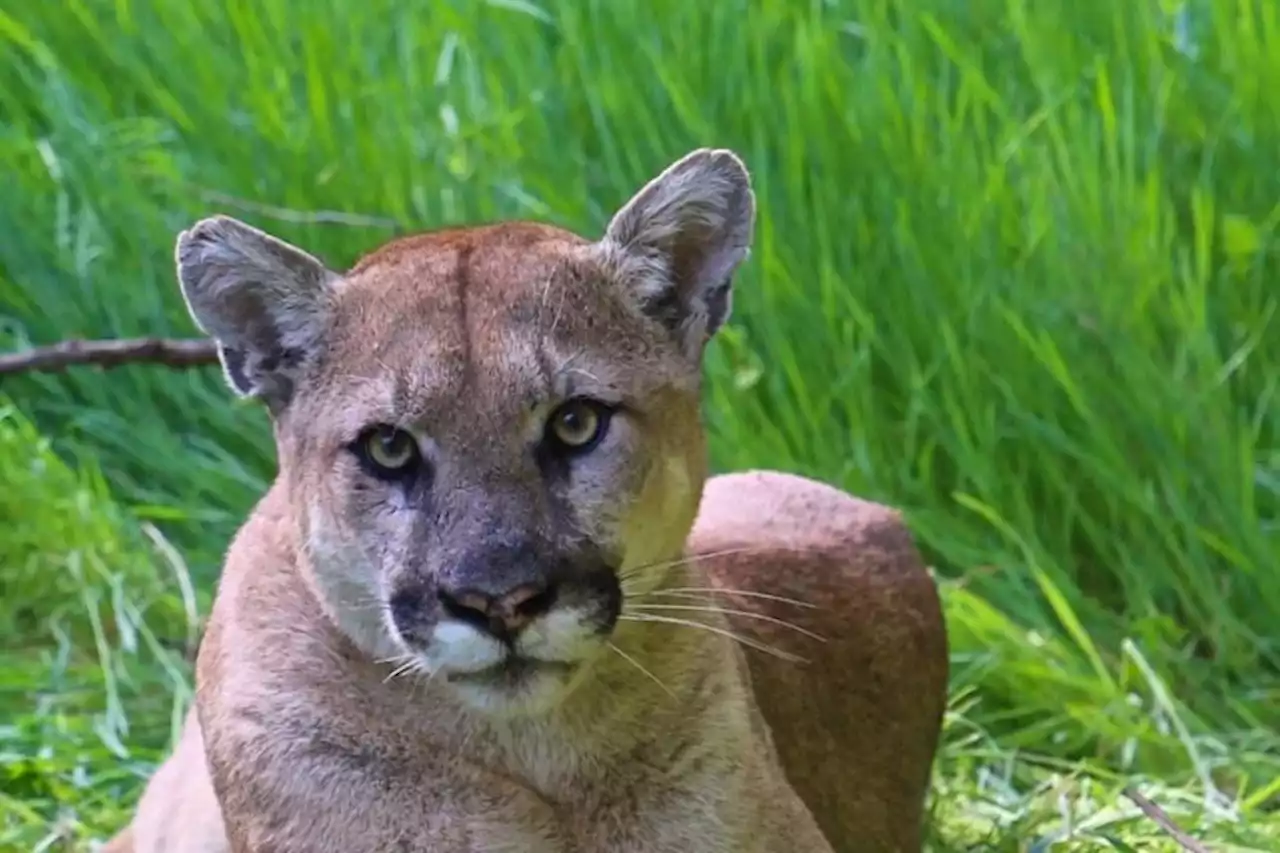 California attorney general accuses wealthy town of using mountain lions to skirt affordable housing law