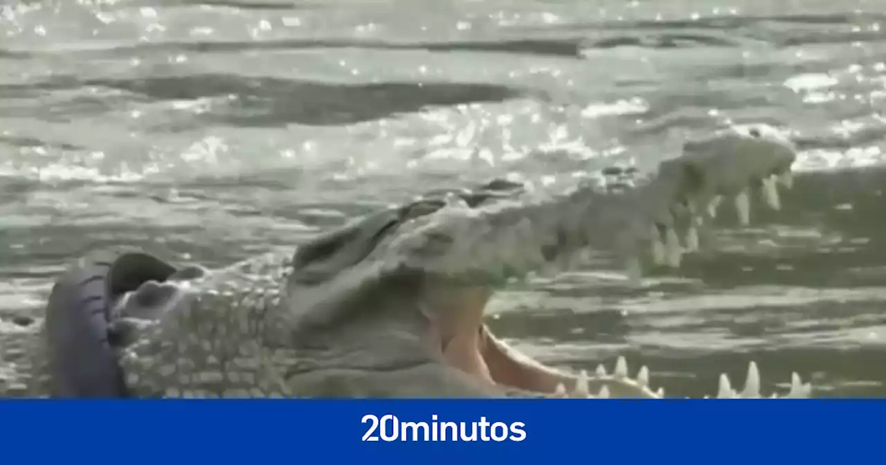 Un hombre libera a un cocodrilo que llevaba 6 años atrapado en un neumático