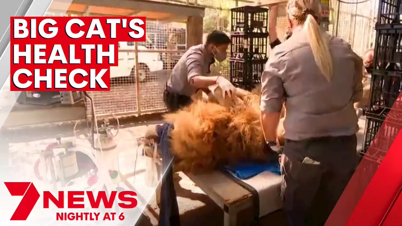 'Sheru' sedated for a routine health check at Sydney Zoo in Bungarribee | 7NEWS