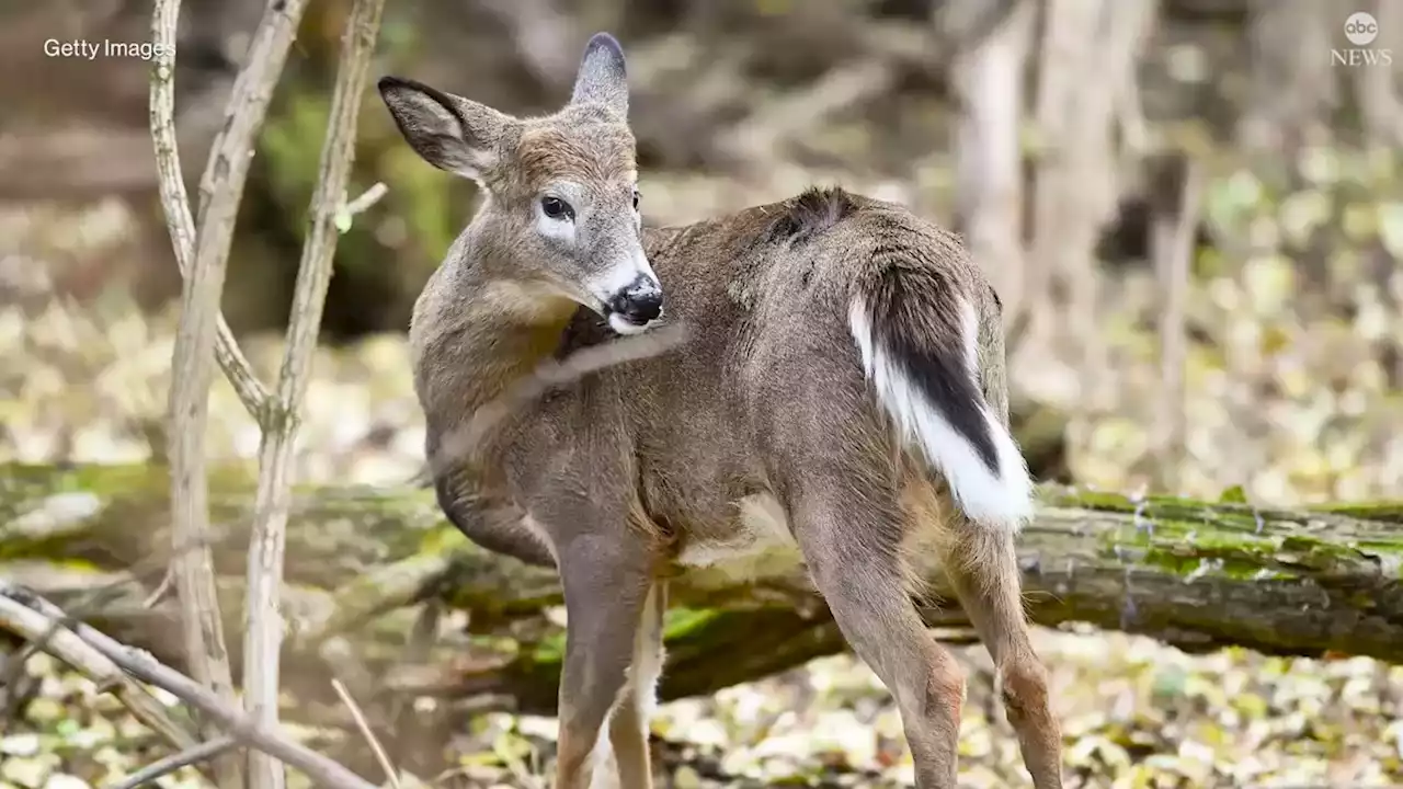 Omicron found in NYC deer raises questions about COVID transmission from animals to humans