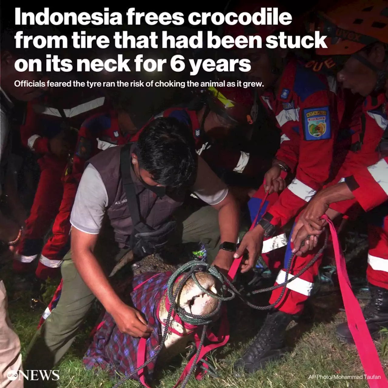 Indonesia frees croc from tire stuck on its neck for 6 years