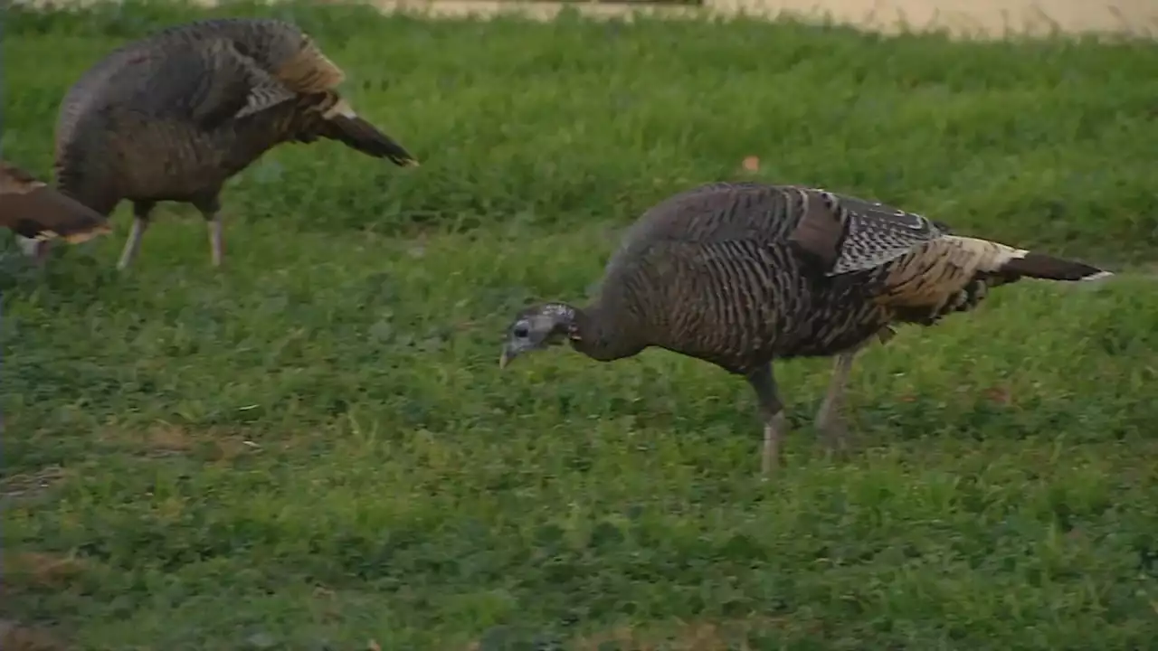 Feds tagged to deal with large wild turkeys wreaking havoc at Bay Area NASA research center