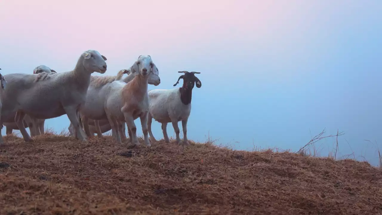 Star Creek Land Stewards helps fight wildfires with goats and sheep