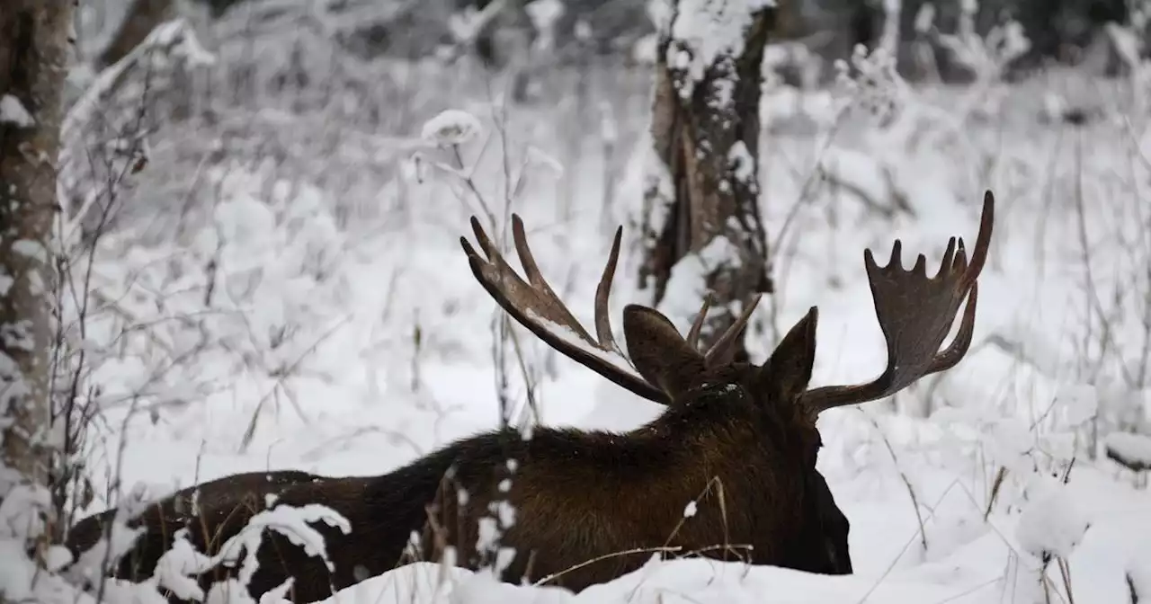 Moose attacks Iditarod rookie’s sled team near Fairbanks, injures four dogs