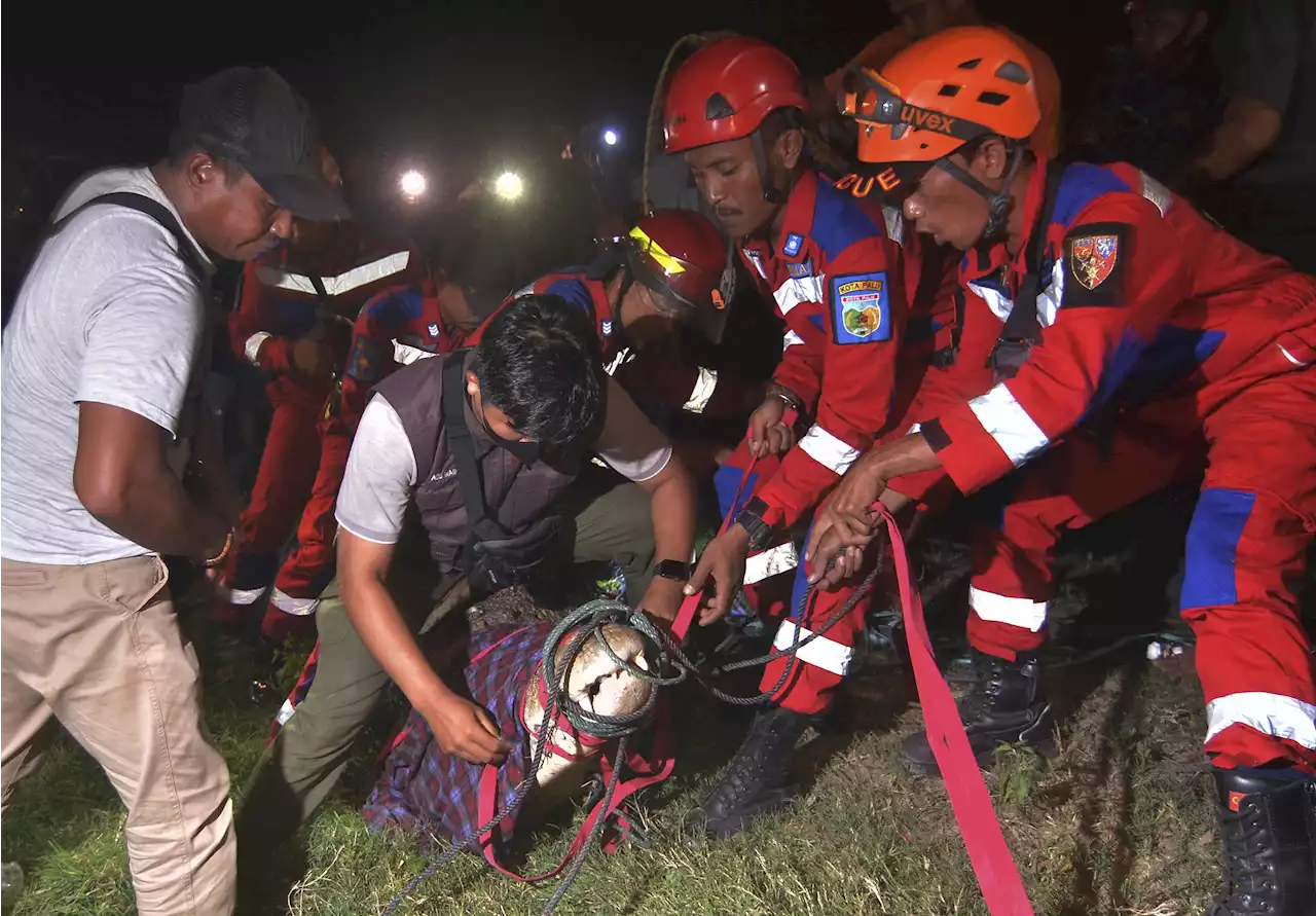 Indonesia frees croc from tire stuck on its neck for 6 years