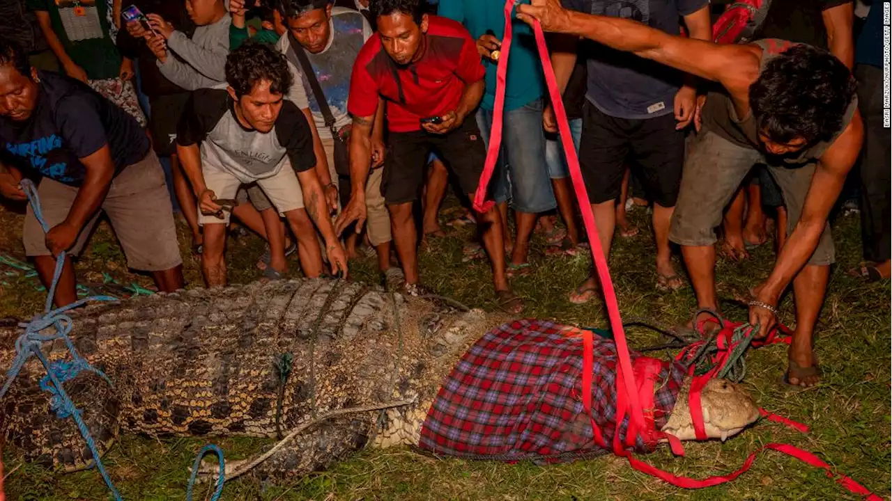 Indonesia crocodile finally freed from tire after six years