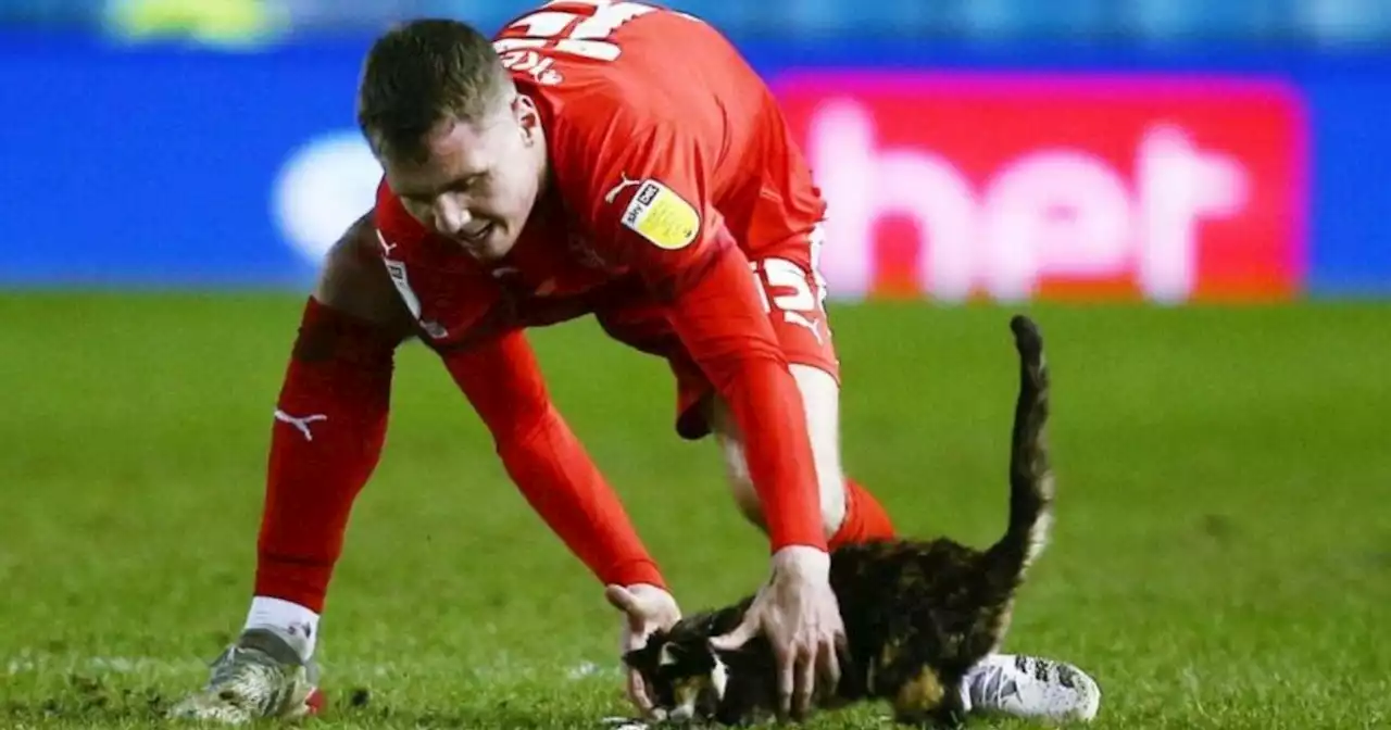 Video: el emocionante gesto de un jugador inglés que ayudó a un gatito en pleno partido