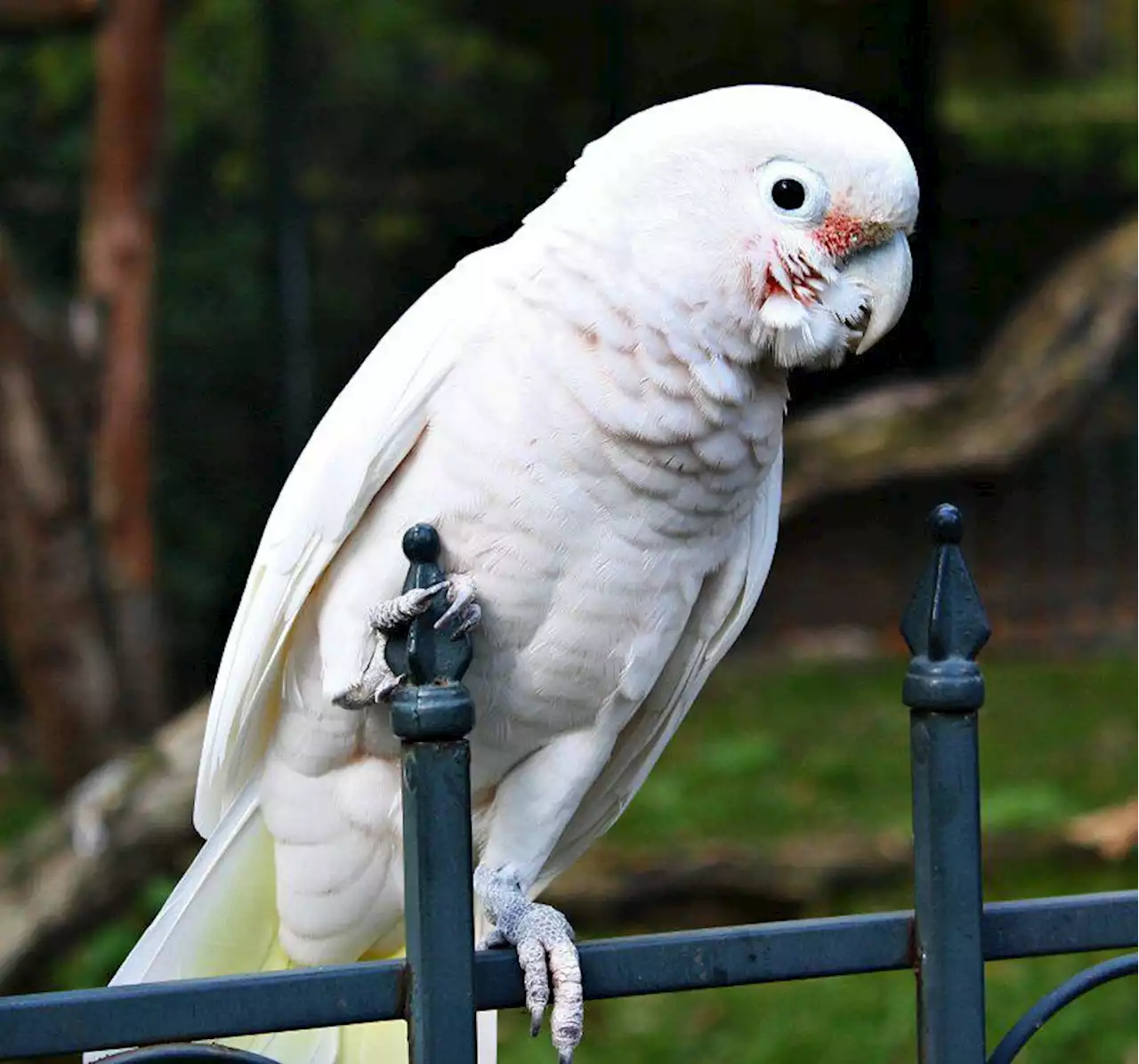 Cockatoos Demonstrate Their Ace Tool Using Skills To Play Golf