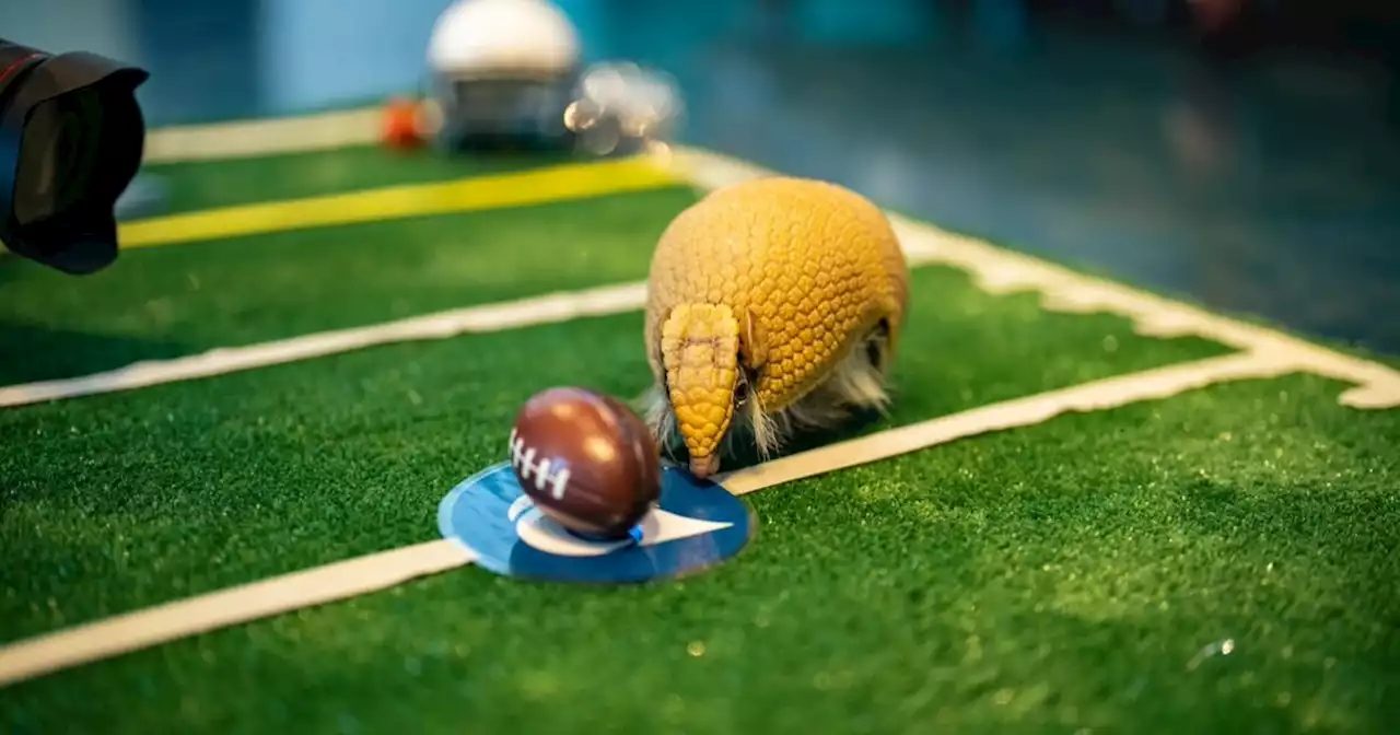 Living Planet Aquarium armadillo predicts winner of Super Bowl LVI