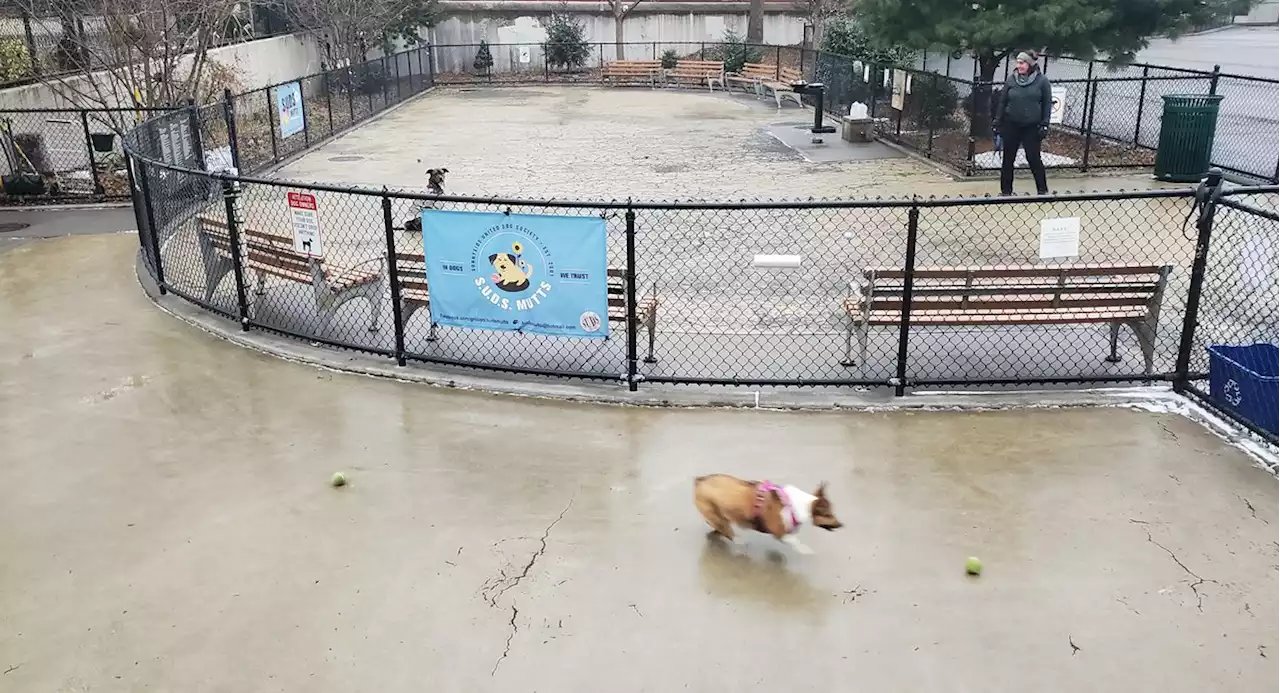 The dog run runaround: How volunteers scrap & claw to keep NYC's dog parks running