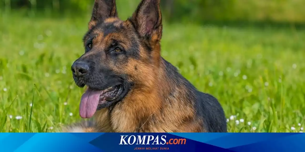 7 Ras Anjing Ini Penampilan dan Sifatnya Mirip German Shepherd