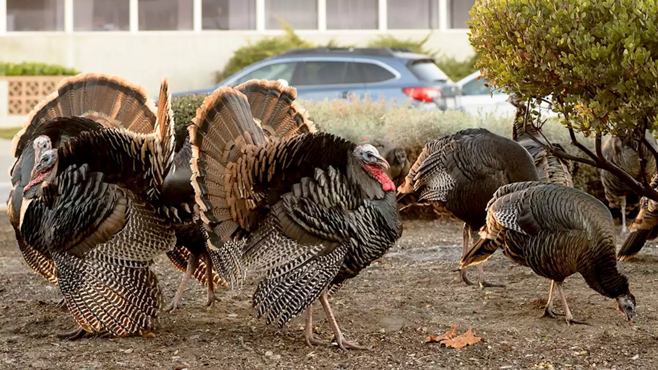 Flock of turkeys wreaking havoc at the NASA Ames center in Mountain View. Now, feds are trying to relocate them