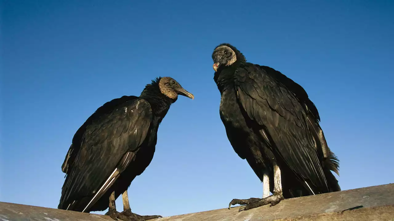 Lasers, cannons, effigies: The surprising science of shooing vultures away