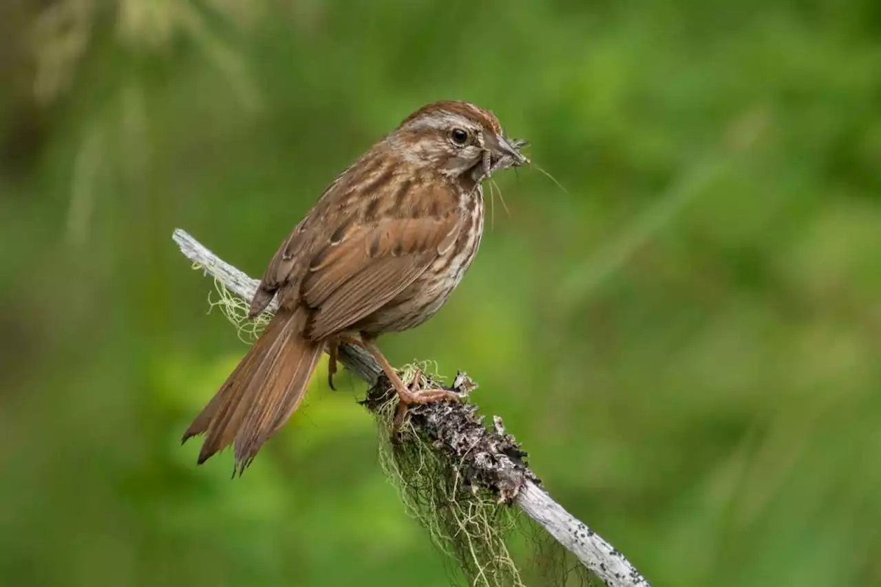 Fear of predators means sparrows struggle to raise chicks to adulthood