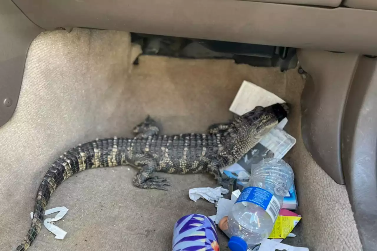 California man found driving around with live alligator in car