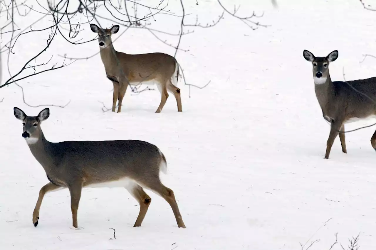 Study finds NYC omicron spike also affected deer in Staten Island