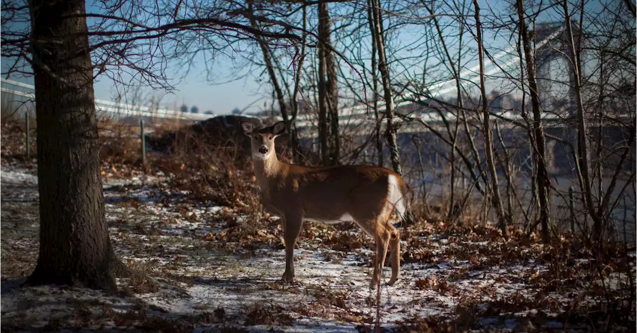 Discovery of Omicron in New York deer raises concern over possible new variants