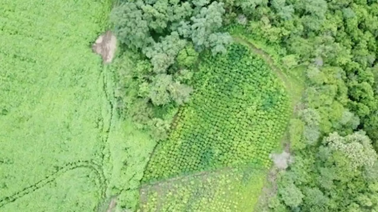 Allanaron una finca con más de 10 mil plantas de marihuana ocultas en Salta