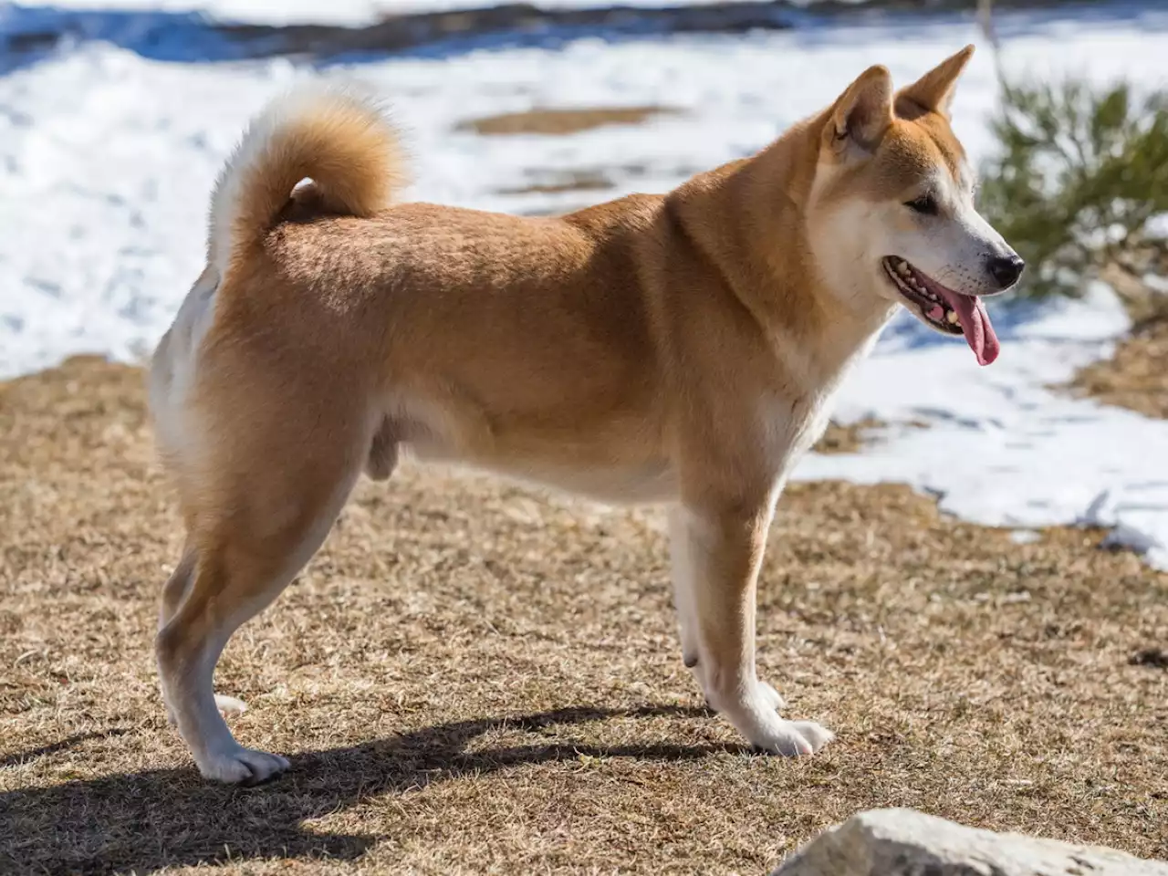 Shiba Inu Team Announces Decentraland Competitor