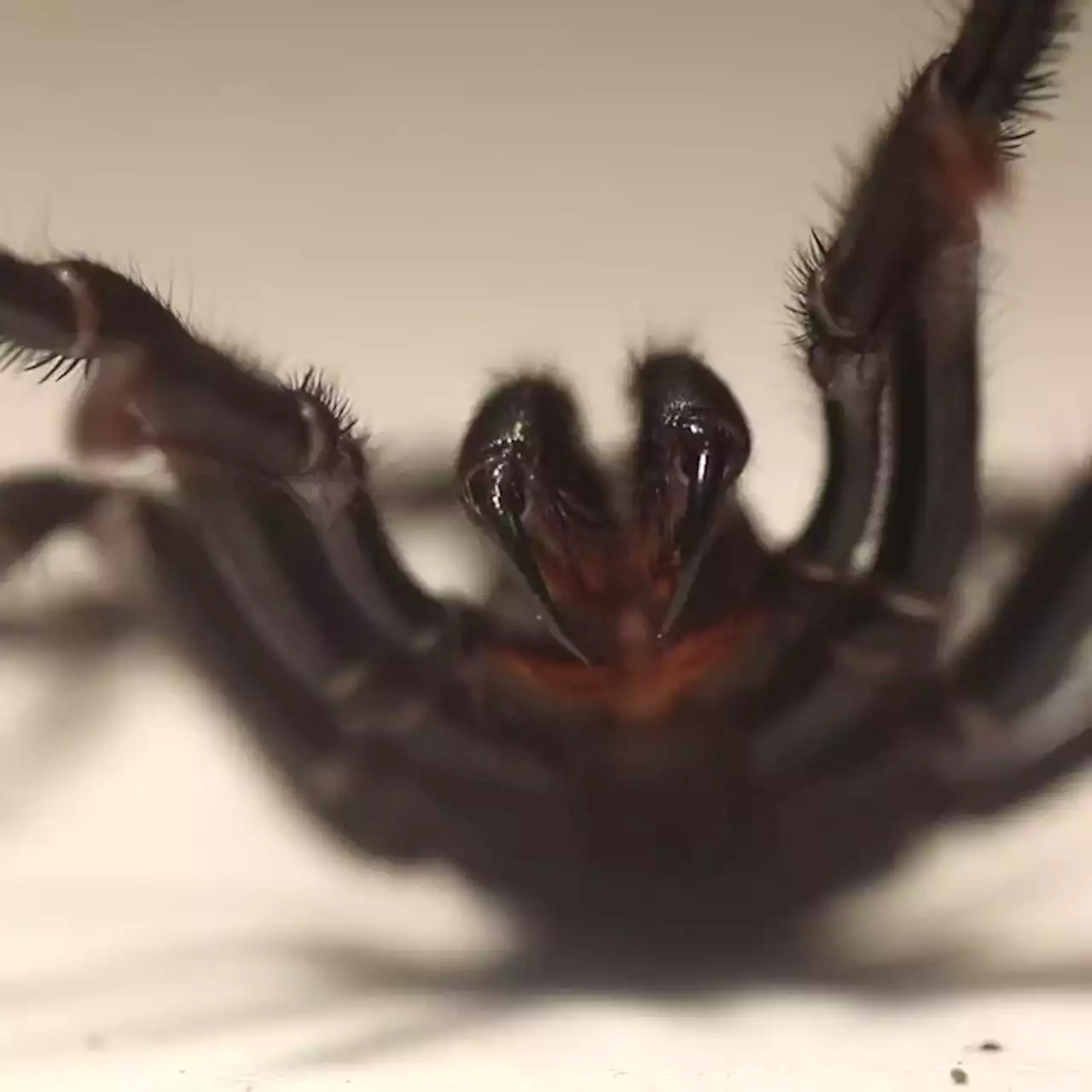 Deadly spiders invading NSW flood victims' homes