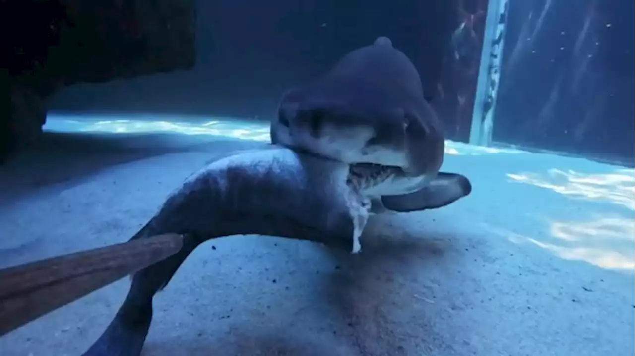 WATCH: Ragged-tooth sharks grab a bite to eat at the Two Oceans Aquarium