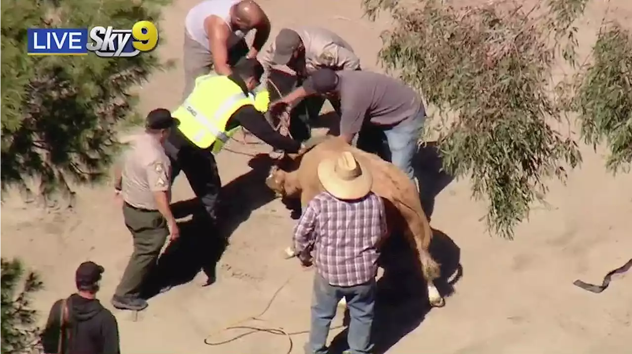 Cow Safely Captured After Running Loose On 210 Freeway In Lake View Terrace