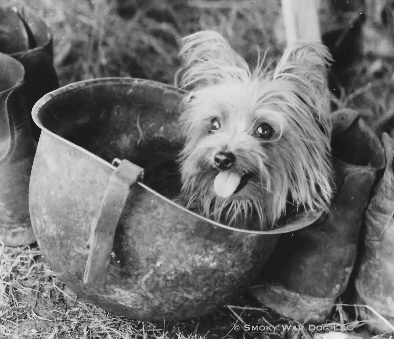 Cleveland’s own WWII hero Smoky becomes first war dog to be honored with Distinguished Service Medal