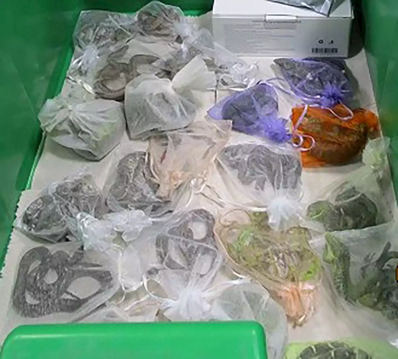 Man tries to hide over 50 reptiles in clothes, smuggle them across border