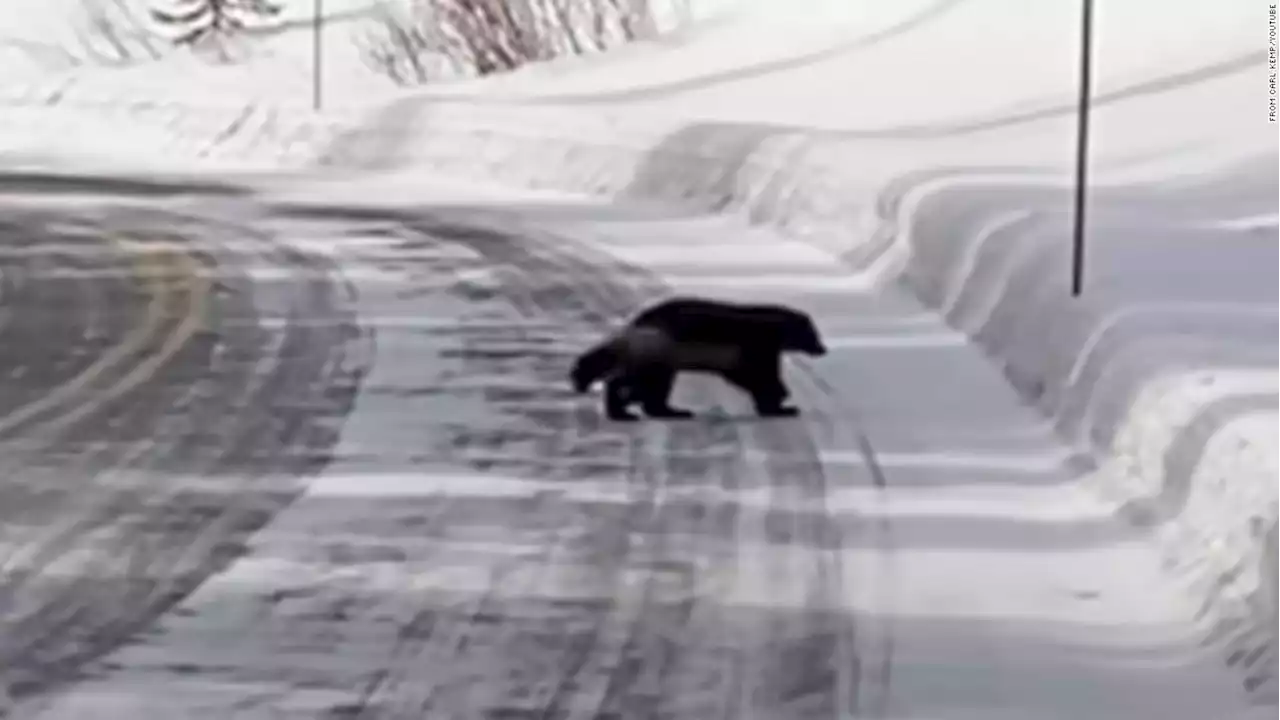 Rare wolverine sighting in Yellowstone was captured on video