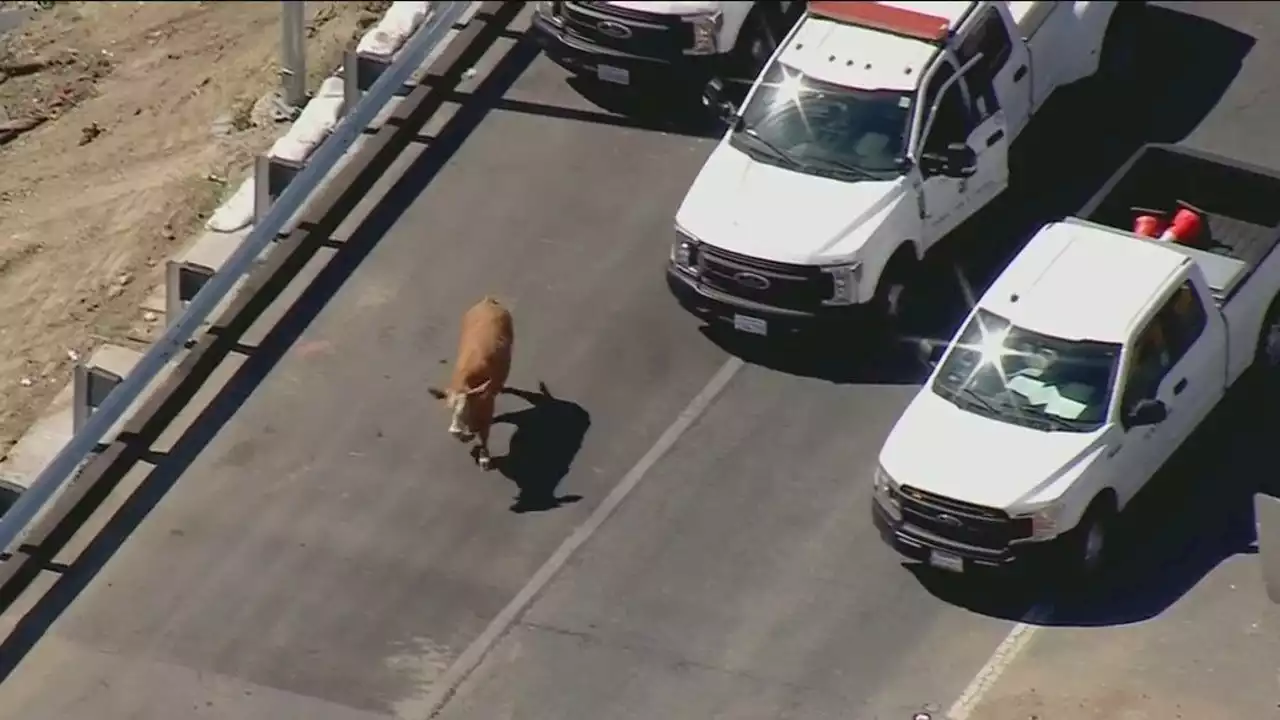 Steer wanders onto 210 Freeway in Lake View Terrace